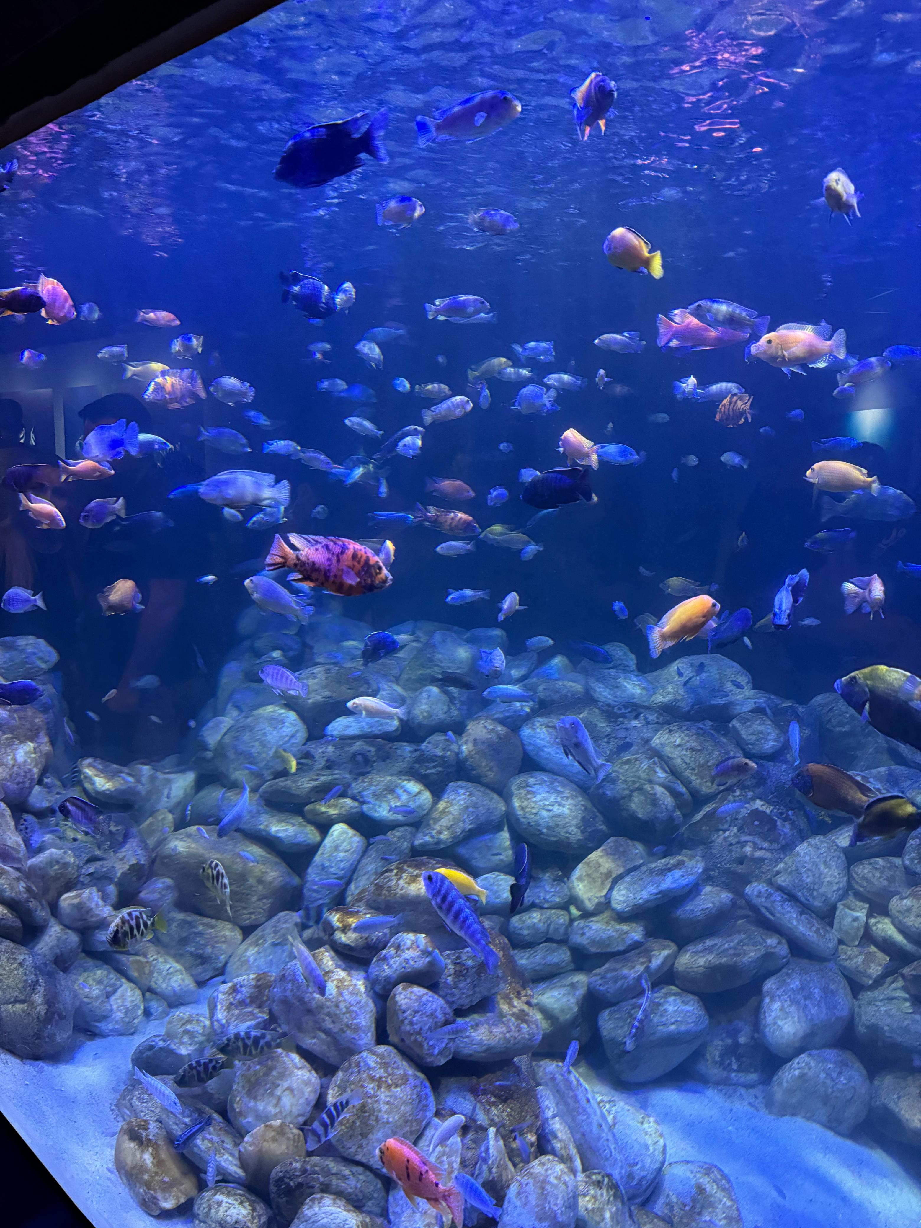 Entrada AquaRio