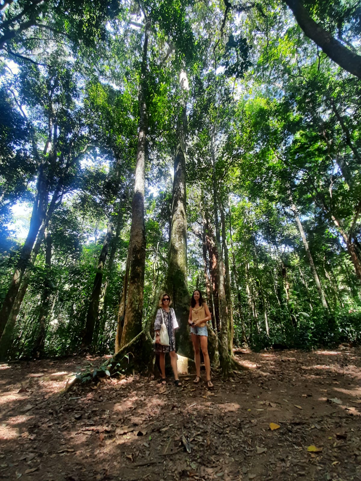 Bosque de Tijuca
